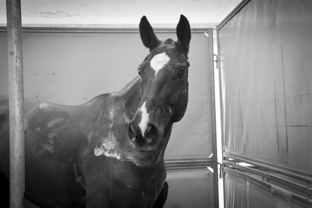 bmw polo masters polo magazine morgane delfosse dimanche 3 f 107